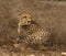 Cheetah siblings staring intensely at distant prey.