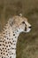 Cheetah side view profile