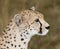 Cheetah side view profile