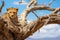 Cheetah sits on a branch in Serengeti National Park, Tanzania, A cheetah is spotted on a tree in Serengeti National Park, Tanzania