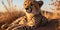 A cheetah sits calmly on a mound with blur background High quality photo