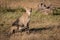 Cheetah sits by dead log in grass