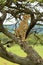 Cheetah sits on diagonal branch turning head