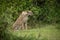 Cheetah sits framed by bushes lowering head