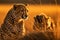 Cheetah sits in grass with cub in the background at sunset, A photographer taking a picture of a cheetah in Masai Mara, Kenya, AI