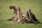 Cheetah sits guarding carcase as another feeds