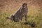 Cheetah sits over kill in long grass