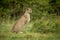 Cheetah sits in profile on short grass