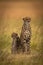 Cheetah sits side-by-side with cub in savannah