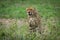 Cheetah sits staring ahead on lush grassland