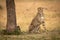 Cheetah sits staring past tree on grass