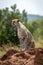 Cheetah sits on termite mound lifting paw