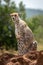 Cheetah sits on termite mound looking ahead