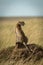 Cheetah sits on termite mound turning right