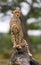 Cheetah sits on a tree in the savannah. Kenya. Tanzania. Africa. National Park. Serengeti. Maasai Mara.