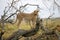 Cheetah sits on a tree in the savannah. Kenya. Tanzania. Africa. National Park. Serengeti. Maasai Mara.