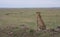 Cheetah sitting alert and looking out in the vast savannah of wild masai mara kenya