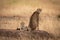 Cheetah sitting by cub on earth mound