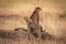 Cheetah sitting on earth mound by cub