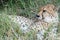 a cheetah sitting in the grass with its eyes open