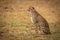 Cheetah sitting on grass looking straight ahead