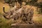 Cheetah sitting on grass with three cubs