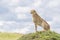 Cheetah sitting on a hill on savannah