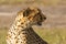 Cheetah sitting and look away