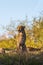 Cheetah Sitting on Ridge