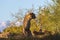 Cheetah Sitting on Ridge