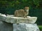 Cheetah sitting on a rock ledge