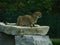 Cheetah sitting on a rock ledge