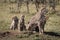 Cheetah sitting with three cubs near trees