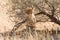 Cheetah sitting underneath shrub in Kalahari