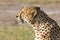 Cheetah sitting and watching