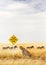 Cheetah Sitting at Wildlife Crossing Sign