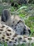 Cheetah sleeping on the grass.