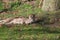 Cheetah sleeping on grass