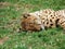 Cheetah sleeping in the grass