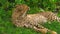 Cheetah sleeping in Ngorongoro conservation area