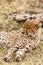 The cheetah is sleeping in the savannah. Masai Mara, Kenya