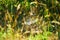 Cheetah sleeping under a tree in shadow