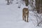 Cheetah slim in winter on snow