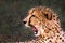 Cheetah snarling 3