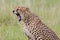 Cheetah, Snarling, Growling, Yawning, Masai Mara, Kenya