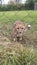 Cheetah sneaking within a cage at a zoo