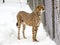 Cheetah in snow in zoo.