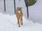 Cheetah in snow in zoo.