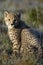 Cheetah, South Africa