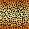 Cheetah spots